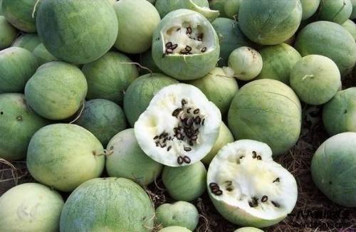 全球吃瓜免费入口,免费入口带你畅享美食之旅