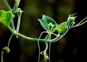 曲周吃瓜视频,一场网络热议的幕后真相揭秘