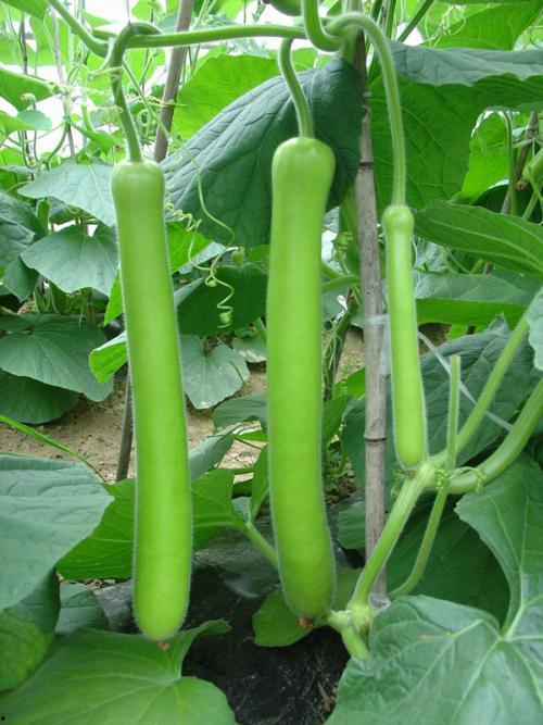 吃瓜猛鹅吃瓜,揭秘娱乐圈的幕后故事