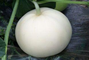 备孕吃梨瓜,梨瓜助力备孕健康生活