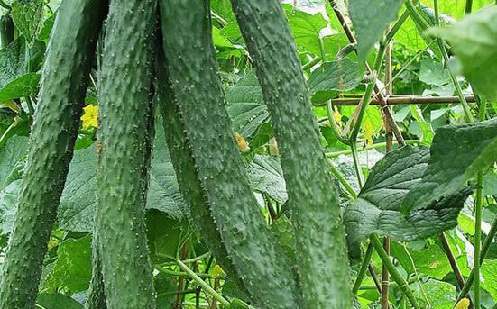 长期吃小红瓜好吗减肥,长期食用，健康瘦身新选择